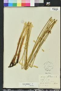 Juncus roemerianus image