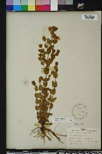 Hypericum tetrapetalum image