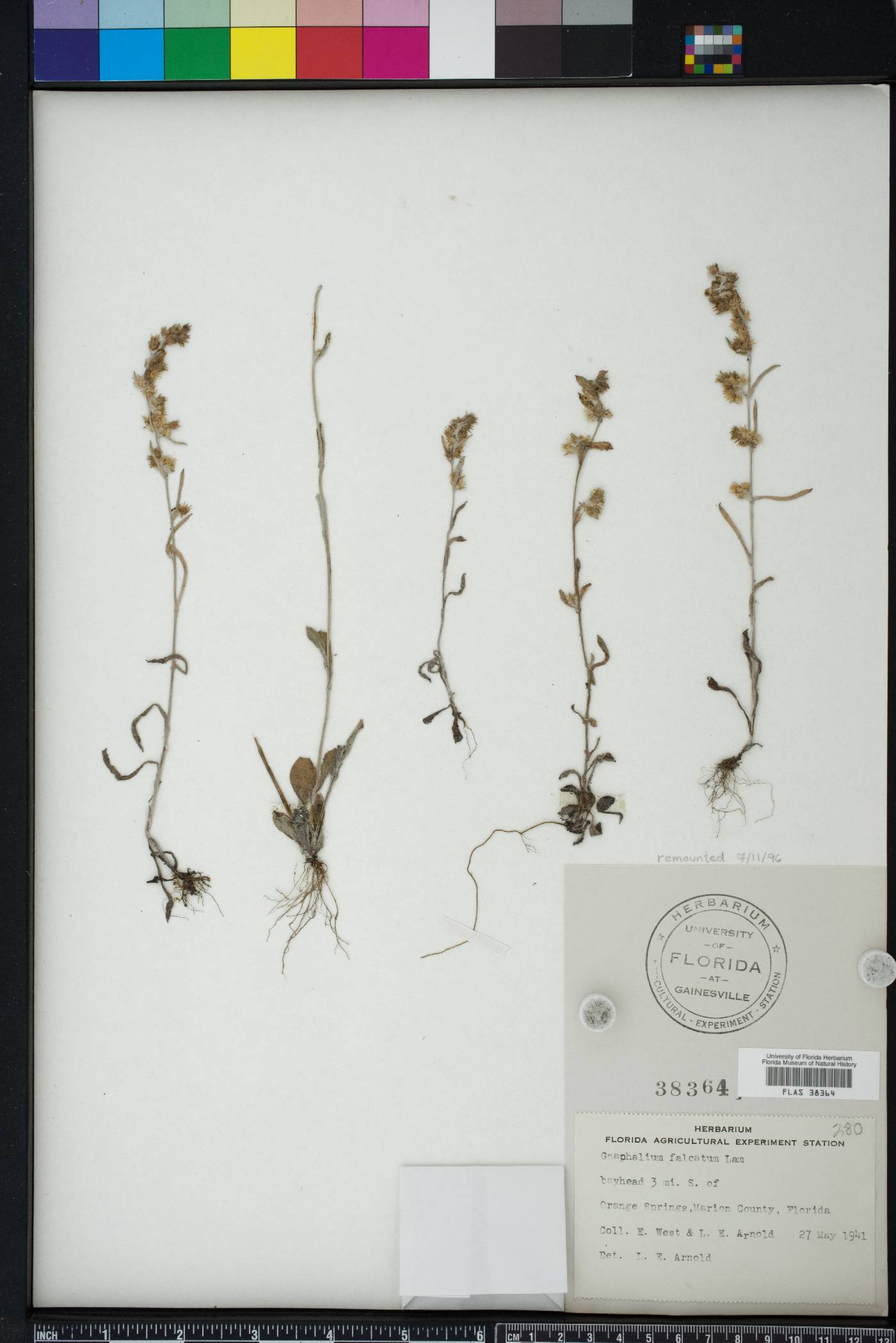 Gamochaeta antillana image