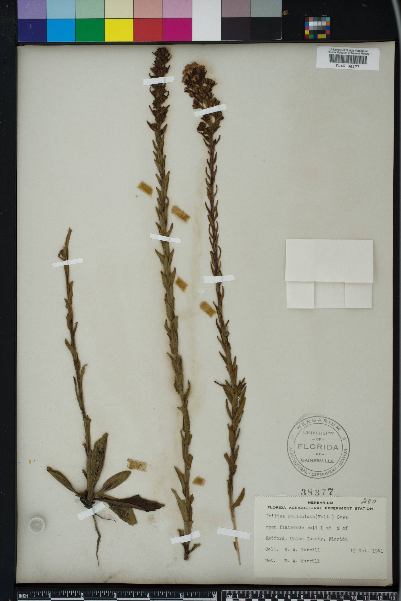 Carphephorus paniculatus image