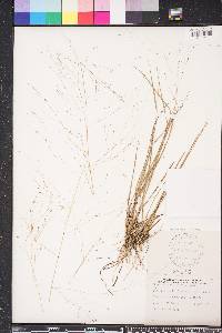 Eragrostis elliottii image