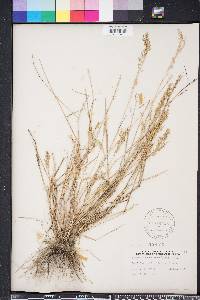 Eragrostis atrovirens image