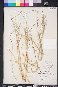 Diplachne fusca subsp. fascicularis image