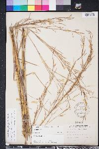 Andropogon brachystachyus image