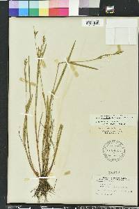 Scleria reticularis image