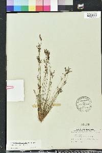 Bulbostylis ciliatifolia image