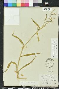 Urochloa mutica image