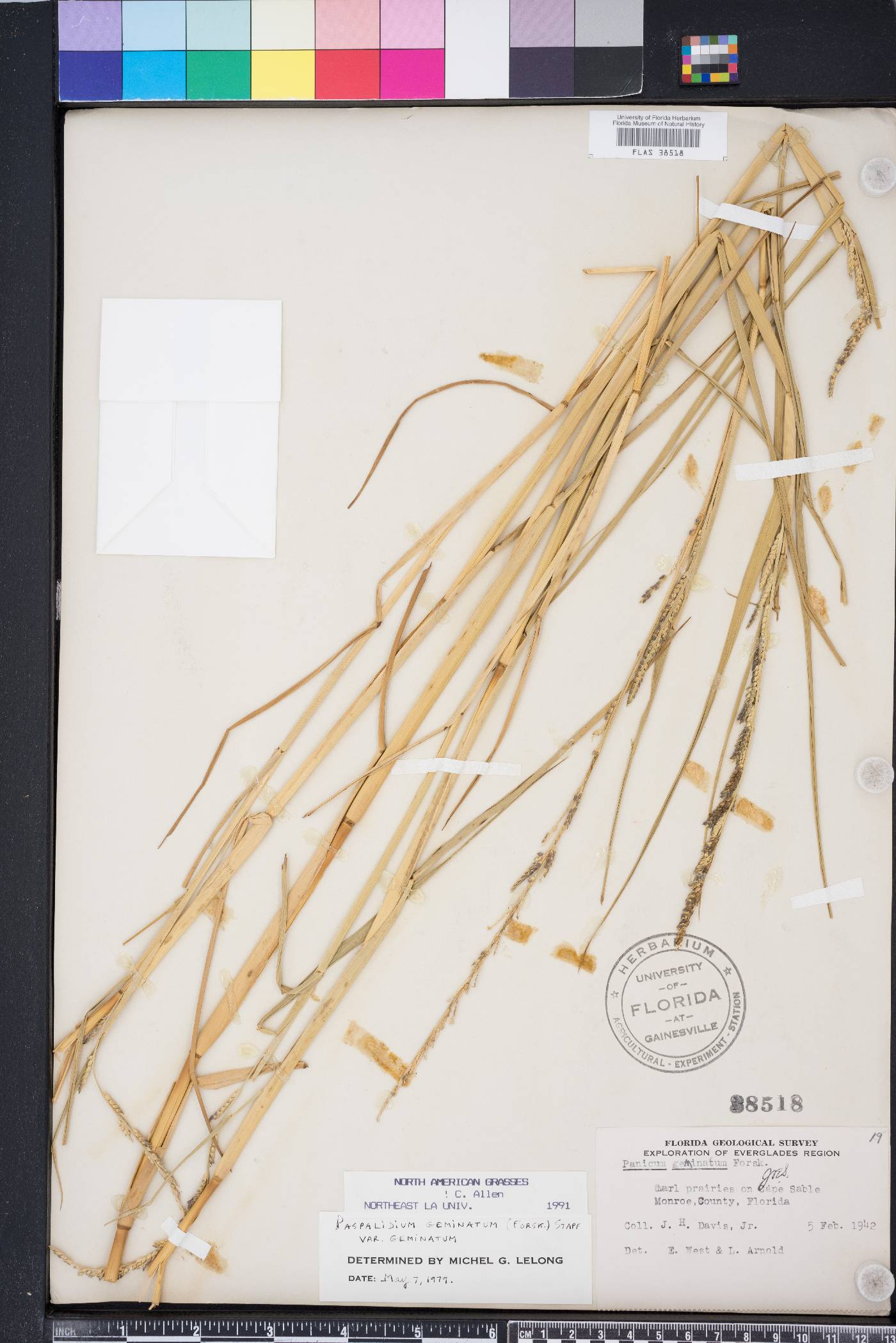Paspalidium geminatum image