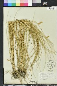 Spartina patens image