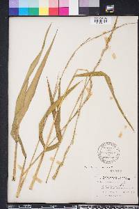 Panicum hemitomon image