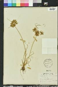 Cyperus polystachyos image