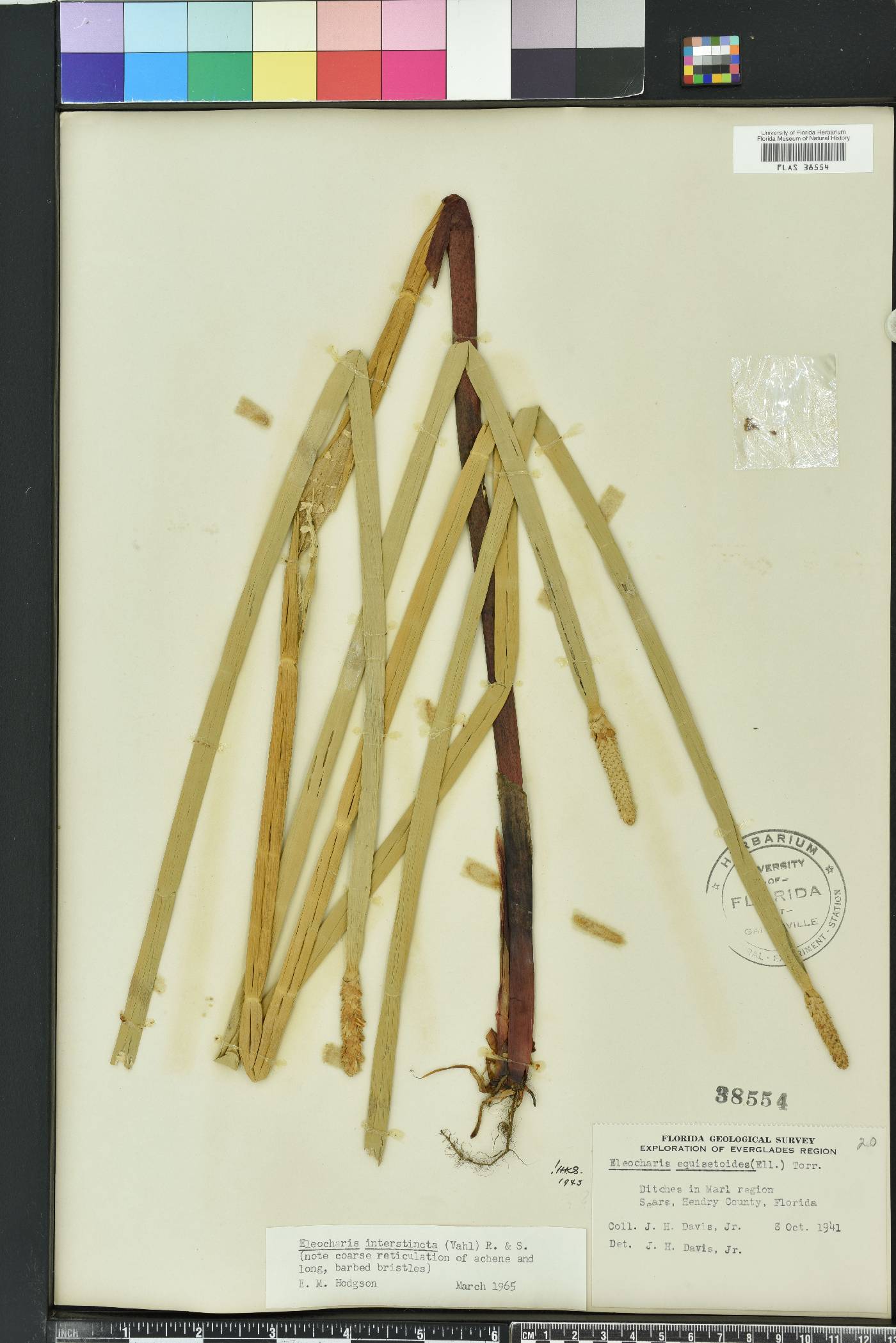 Eleocharis interstincta image