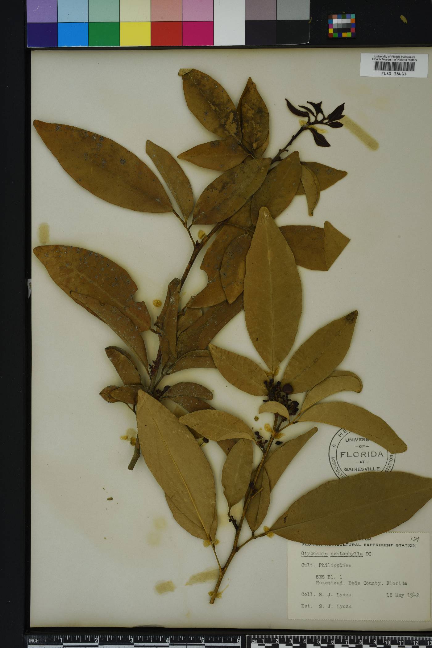 Glycosmis pentaphylla image
