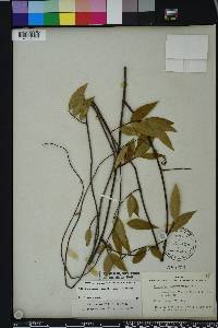 Gelsemium sempervirens image