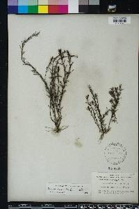 Sophronanthe hispida image