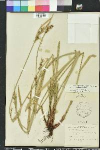Scleria triglomerata image