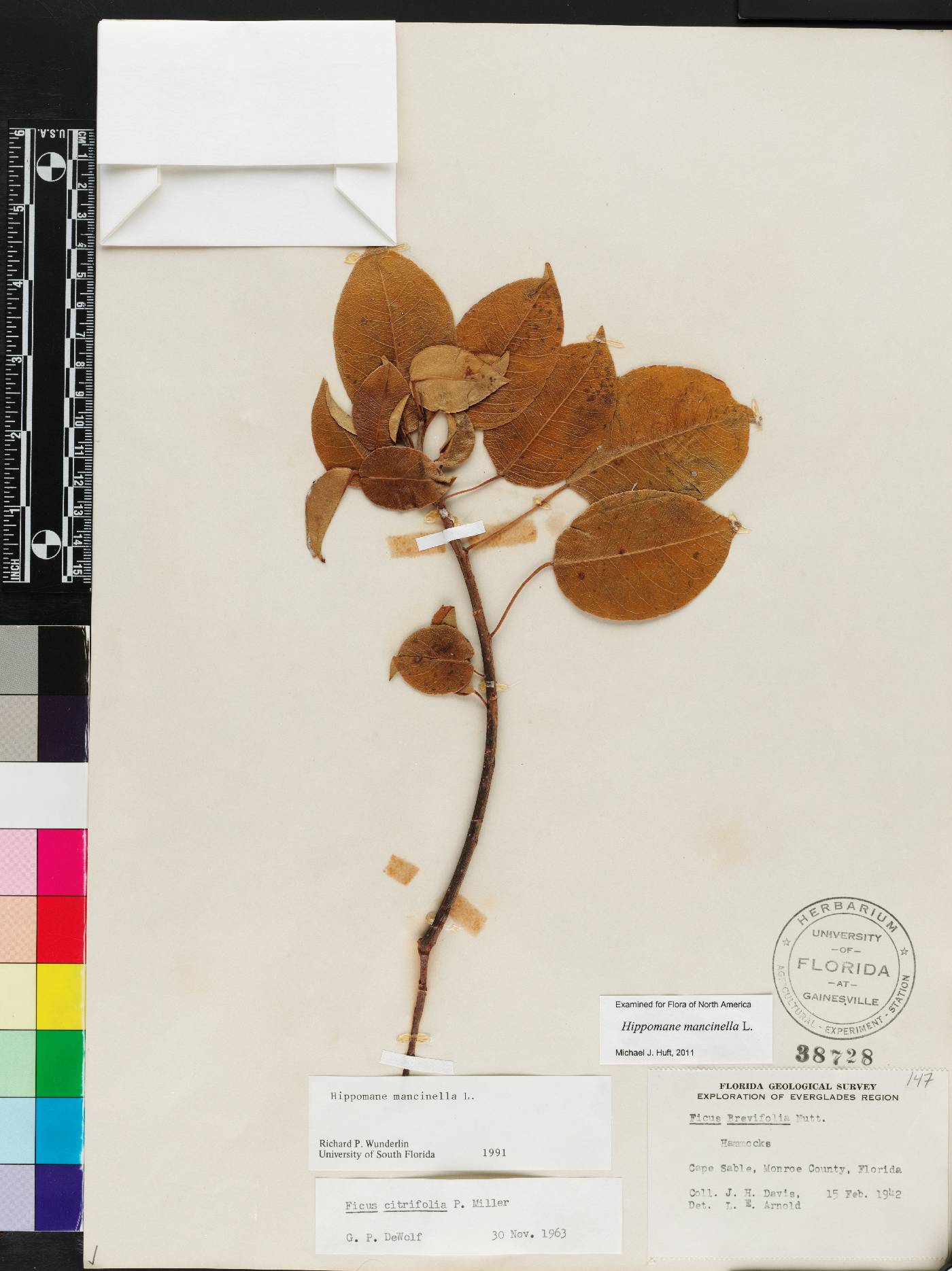 Hippomane mancinella image