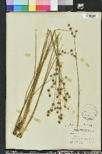 Juncus scirpoides image