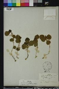 Rhynchosia reniformis image