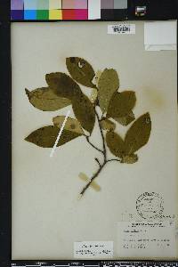 Nyssa sylvatica var. biflora image