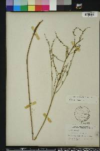 Lythrum lineare image