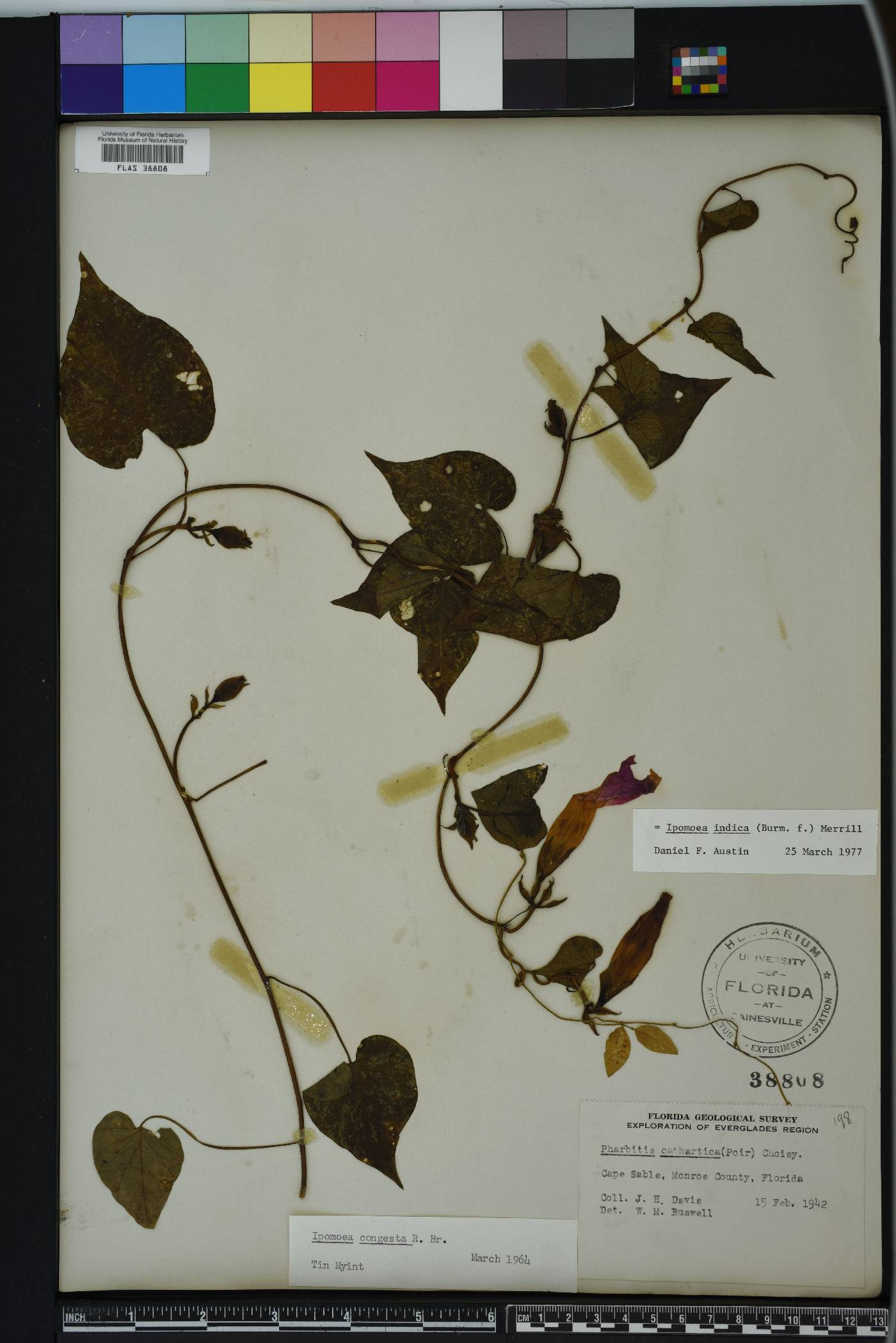 Ipomoea indica image
