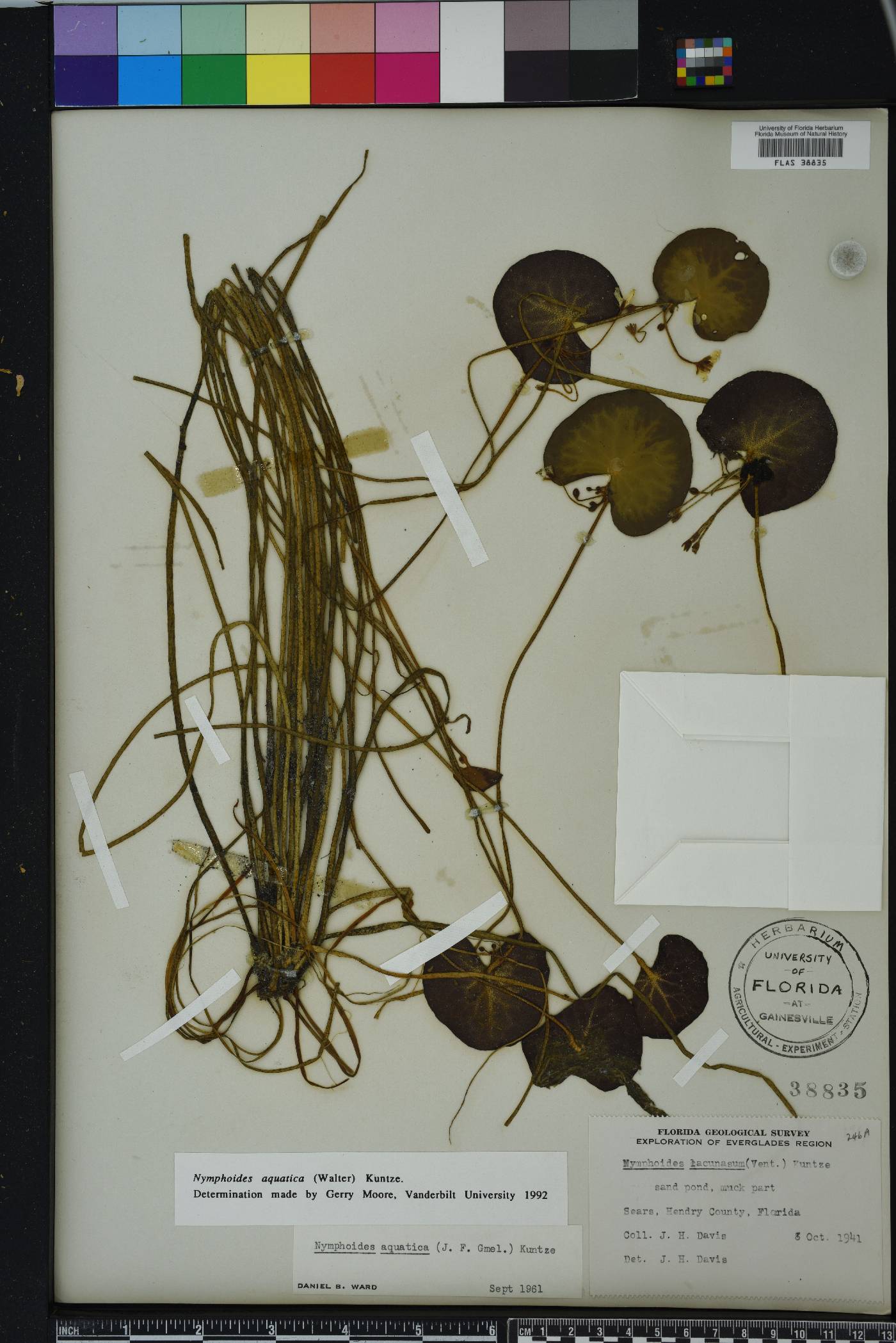 Nymphoides aquatica image