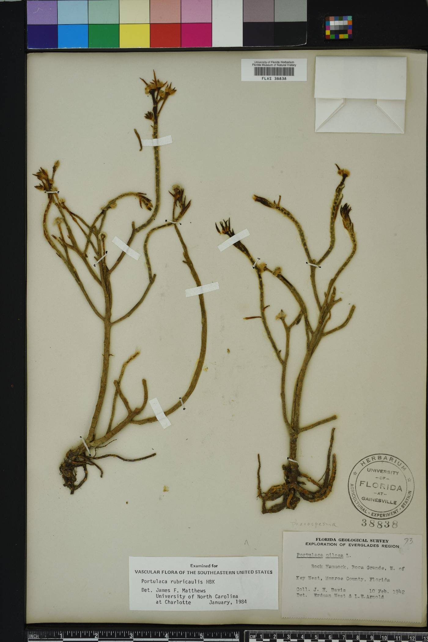 Portulaca rubricaulis image