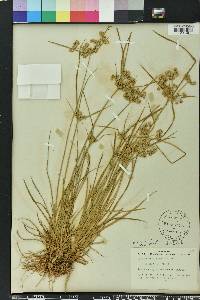 Cyperus surinamensis image