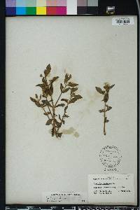 Gratiola virginiana image