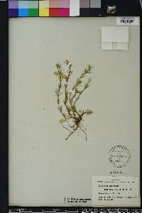 Polypremum procumbens image