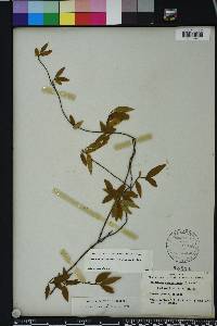 Gelsemium sempervirens image