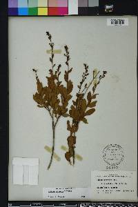 Bejaria racemosa image