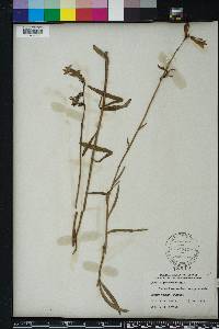 Lobelia glandulosa image