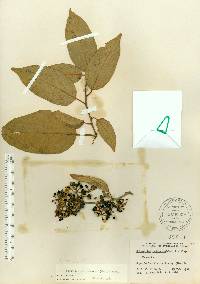 Colubrina arborescens image