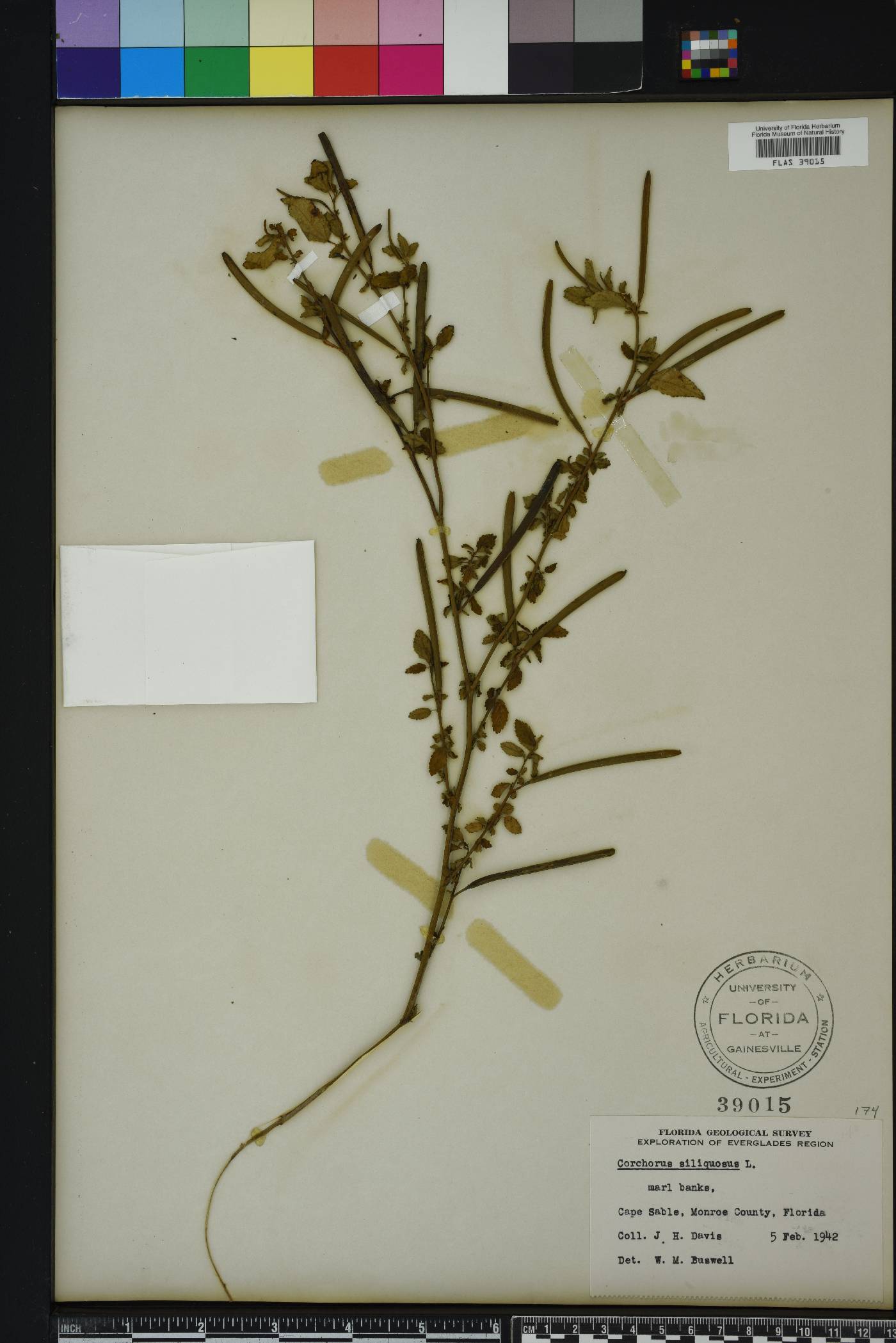 Corchorus siliquosus image