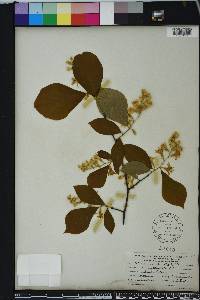 Styrax grandifolius image