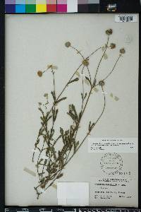 Melanthera angustifolia image