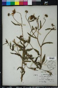 Helianthus agrestis image