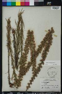 Liatris gracilis image