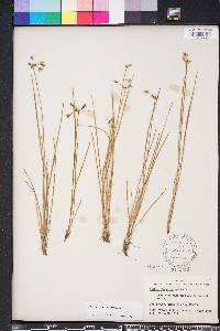 Callisia graminea image