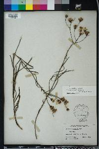 Vernonia blodgettii image