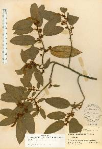 Colubrina arborescens image
