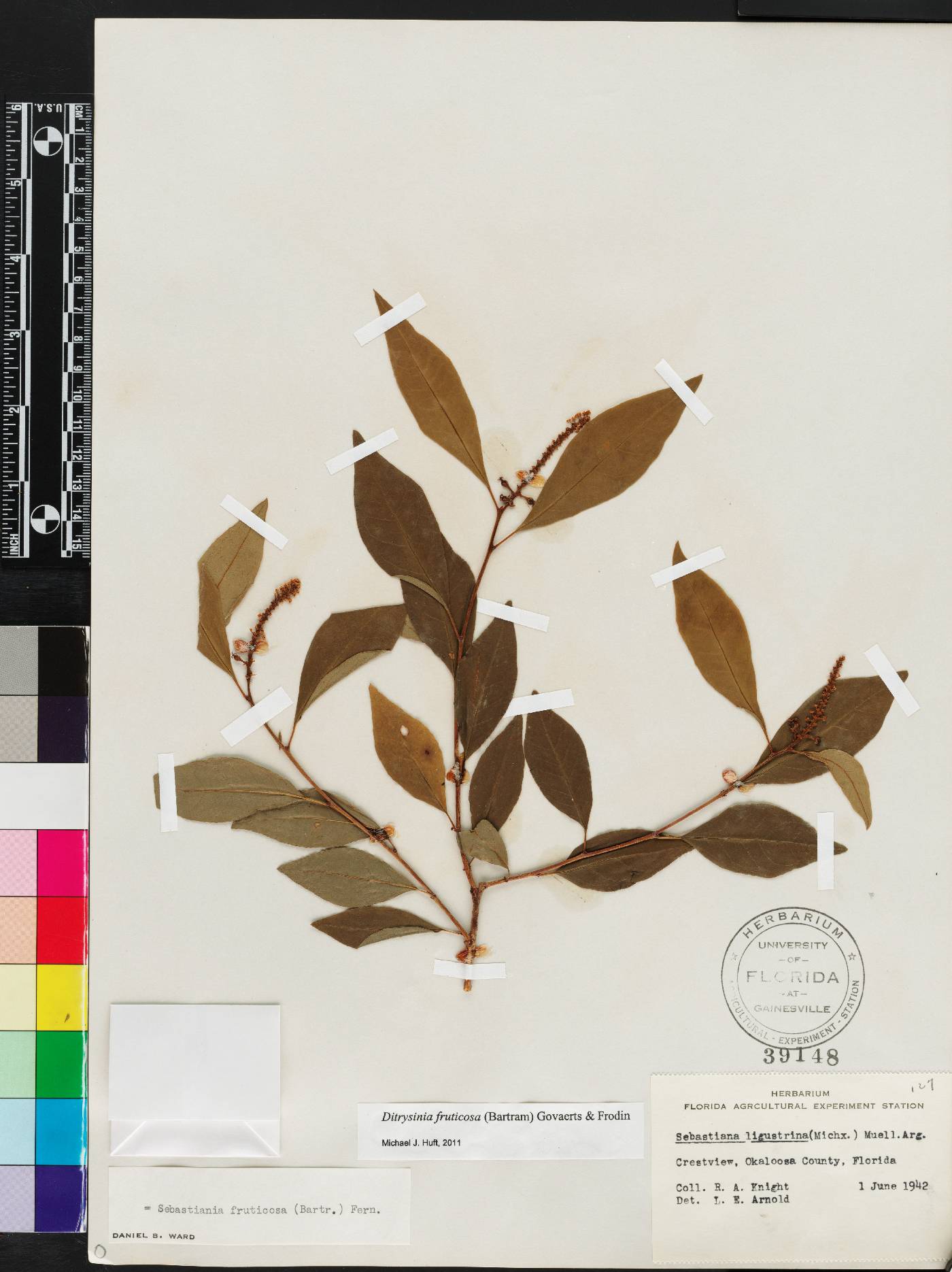 Ditrysinia fruticosa image