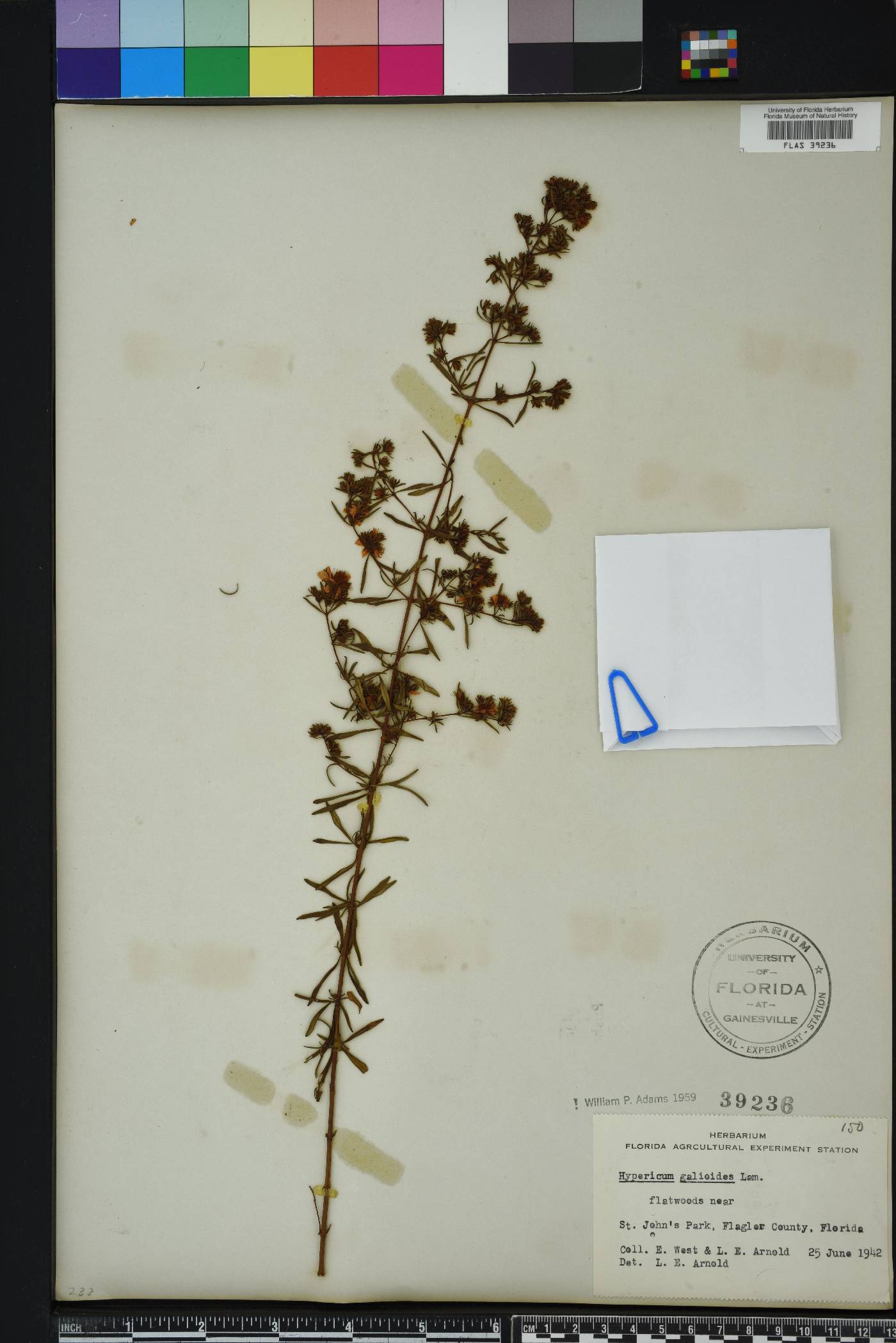 Hypericum galioides image