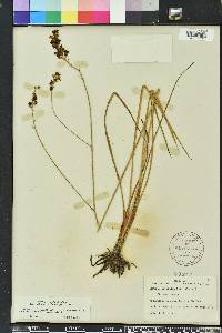 Schoenolirion albiflorum image