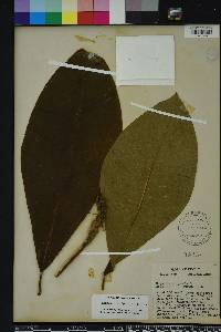 Magnolia tripetala image