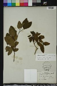 Berchemia scandens image