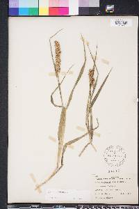 Cenchrus echinatus image