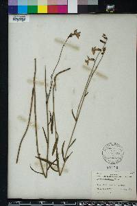 Lobelia glandulosa image